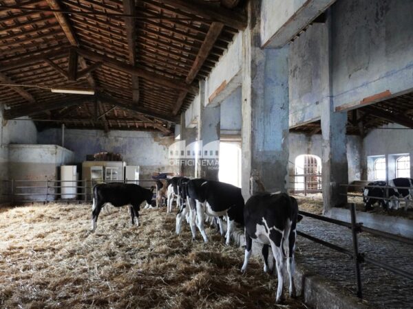 T2010 – TENUTA/AZIENDA AGRICOLA - Casilina - immagine 4