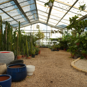 SP7010 - PIANTE IN SERRA - CASTEL FUSANO