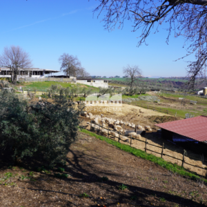 TC7010 - TENUTA CON CASALI E AZIENDA AGRICOLA - BUFALOTTA